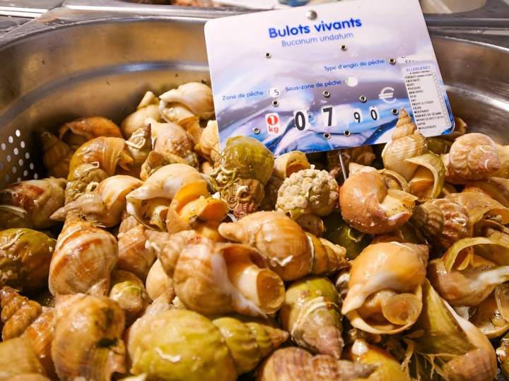 Bulots vivants La Rivière-Saint-Sauveur